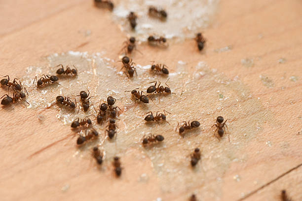 Best Bed Bug Extermination  in Spotsylnia Courthouse, VA